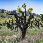 Wine Holidays in Languedoc-Roussillon: Explore France’s Hidden Wine Gems
