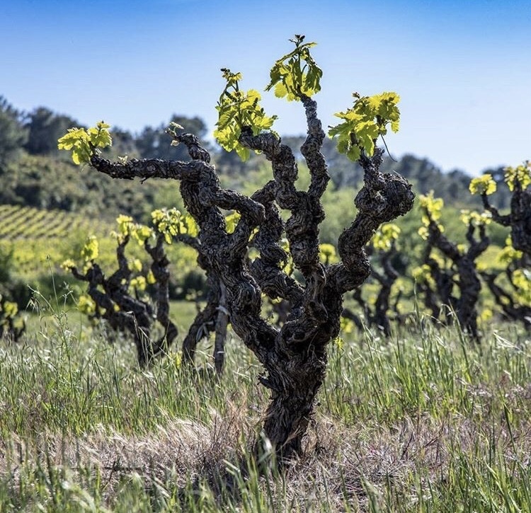 Wine Holidays in Languedoc-Roussillon: Explore France’s Hidden Wine Gems
