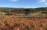 Minervois vineyard tour in South of France