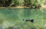 Dog exploring the River Cesse behind La Souqueto Accommodation