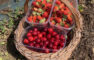 Cherries from Top fruits in Argeliers