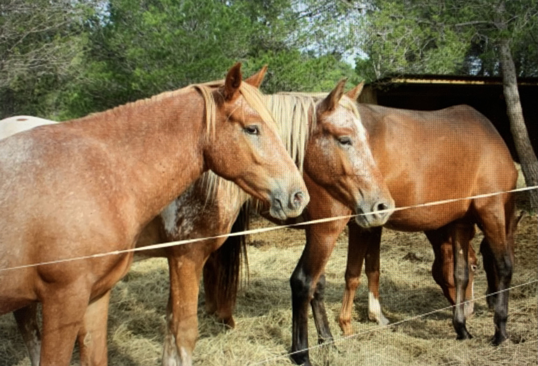 Les Appaloosas du Peche Montouliers horse riding ranch