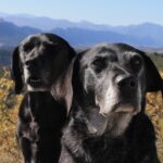 Our dogs exploring the Languedoc landscape