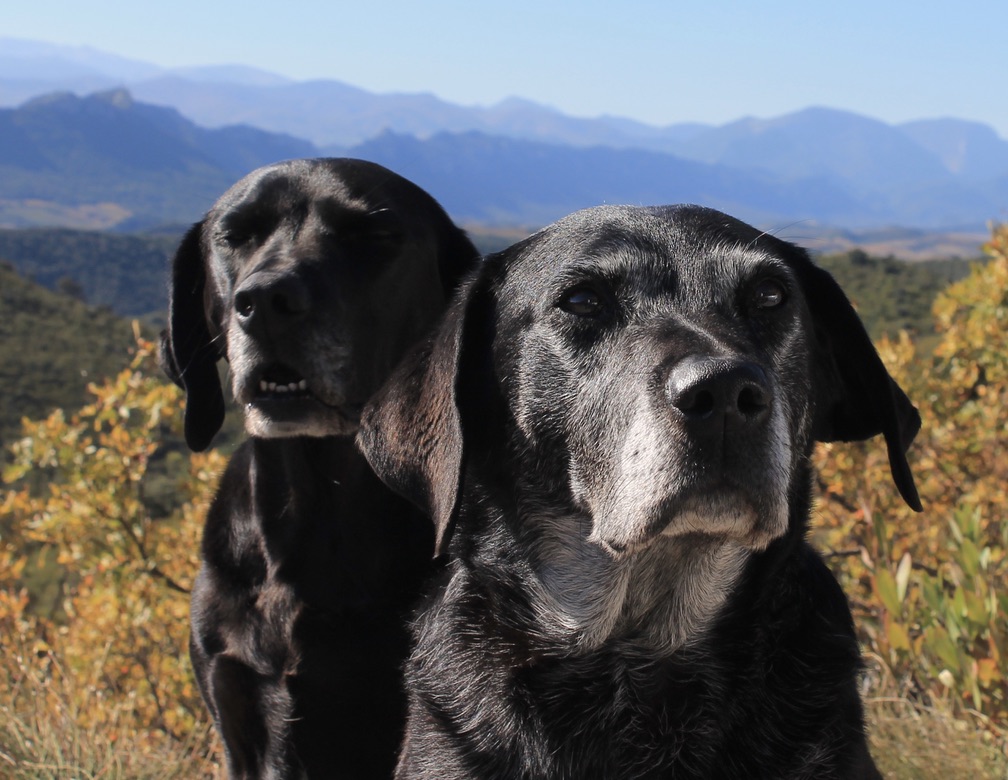 Our dogs exploring the Languedoc landscape