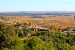 Autumn in the Languedoc